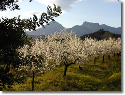 altea